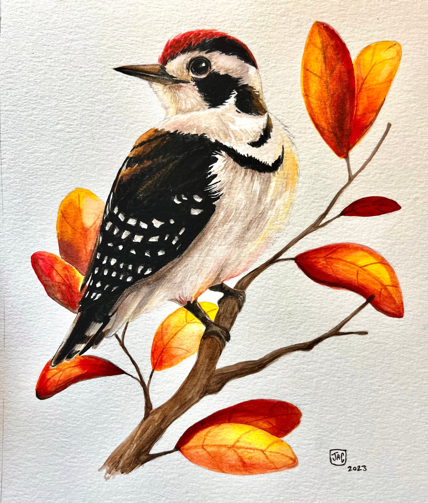 "Little Woodpecker" Illustration