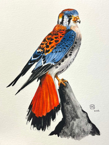 "Complimentary Kestrel" Illustration