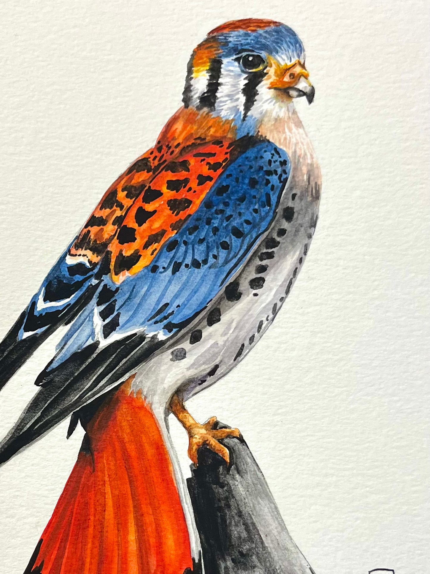 "Complimentary Kestrel" Illustration