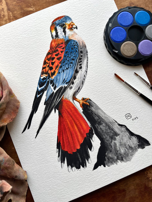 "Complimentary Kestrel" Illustration